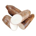 Mandioca - Macaxeira - Aipim - Yuca 1kg  Mandioca - Macaxeira - Aipim - Yuca 1kg